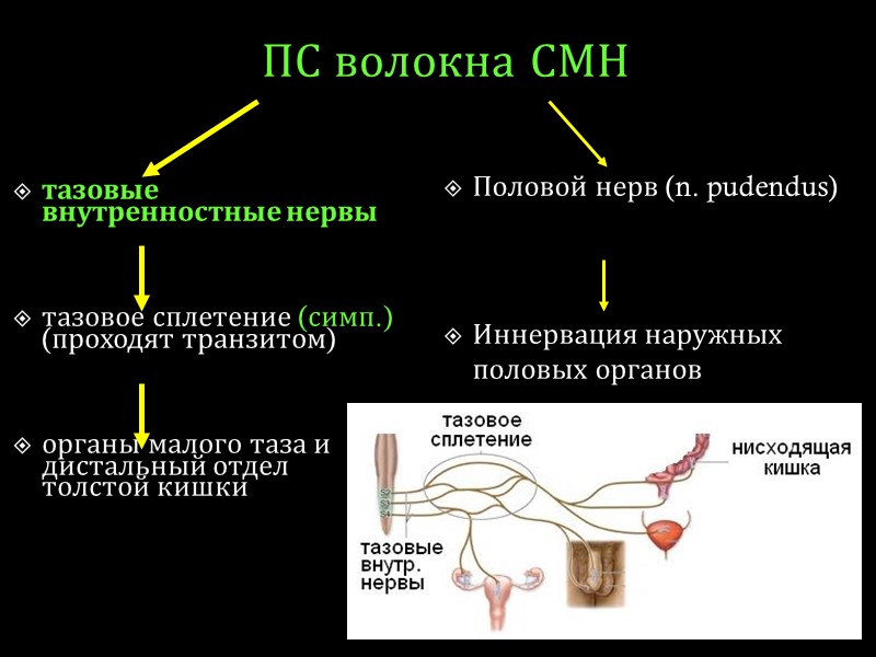 ПС волокна СМН тазовые внутренностные нервы   тазовое сплетение (симп.) (проходят транзитом) 